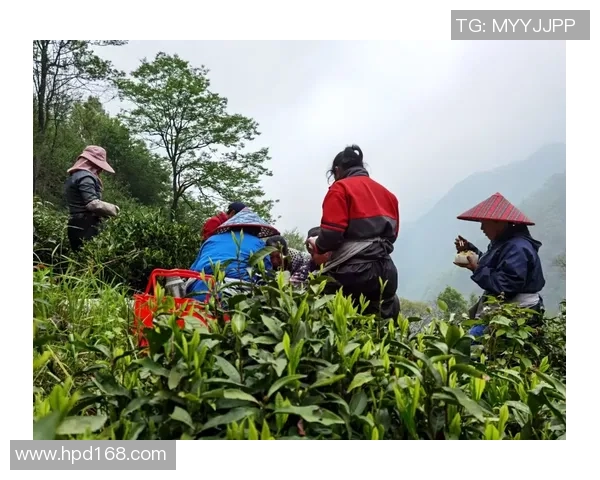 足球明星为何青睐耐克品牌背后的故事与影响力分析